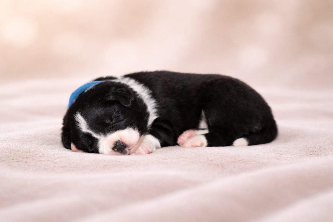 Slice Of Heaven - Chiots disponibles - Border Collie