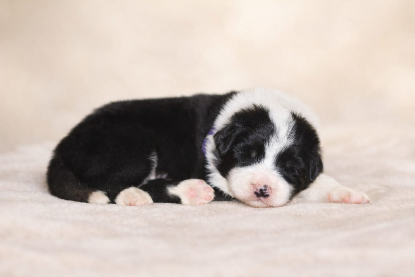 Slice Of Heaven - Chiots disponibles - Border Collie