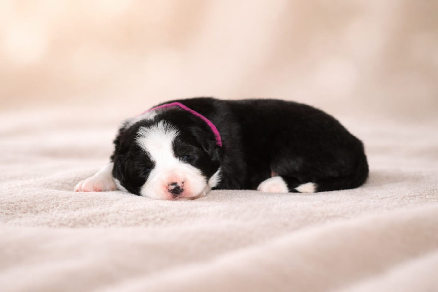 Slice Of Heaven - Chiots disponibles - Border Collie