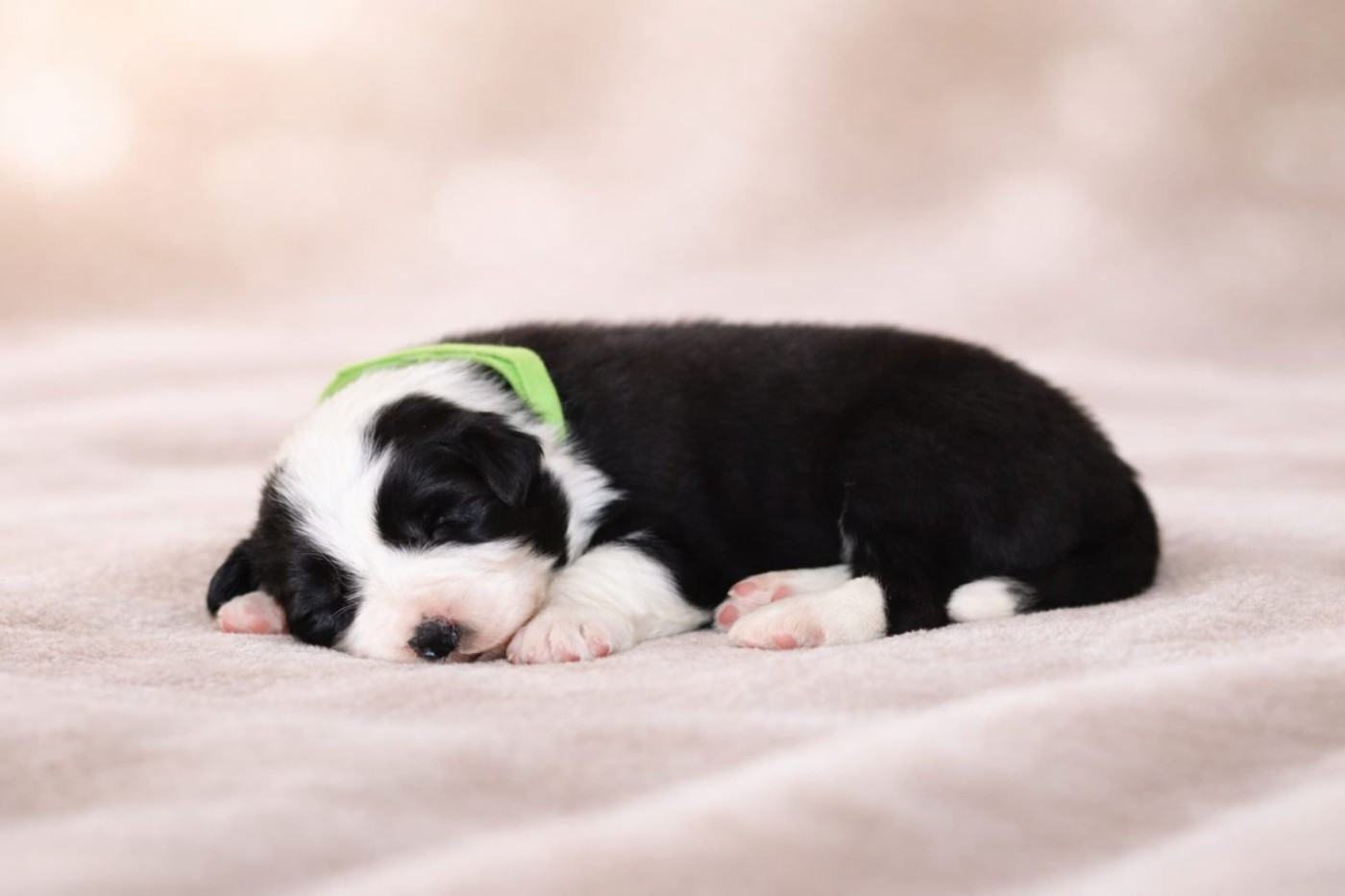 Slice Of Heaven - Chiots disponibles - Border Collie