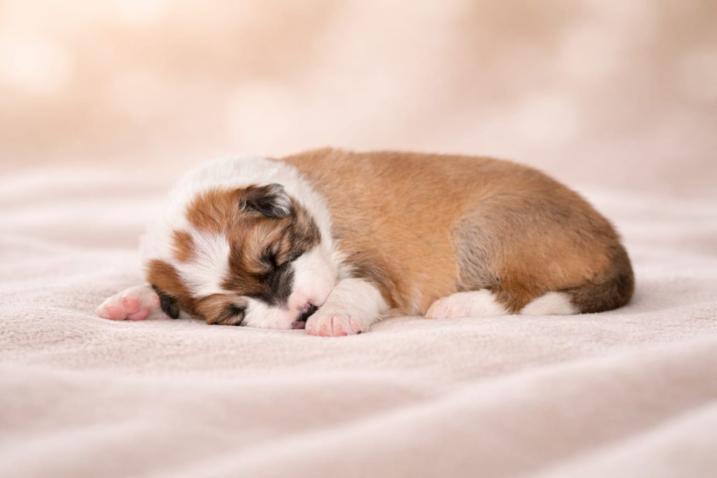 Slice Of Heaven - Chiots disponibles - Border Collie