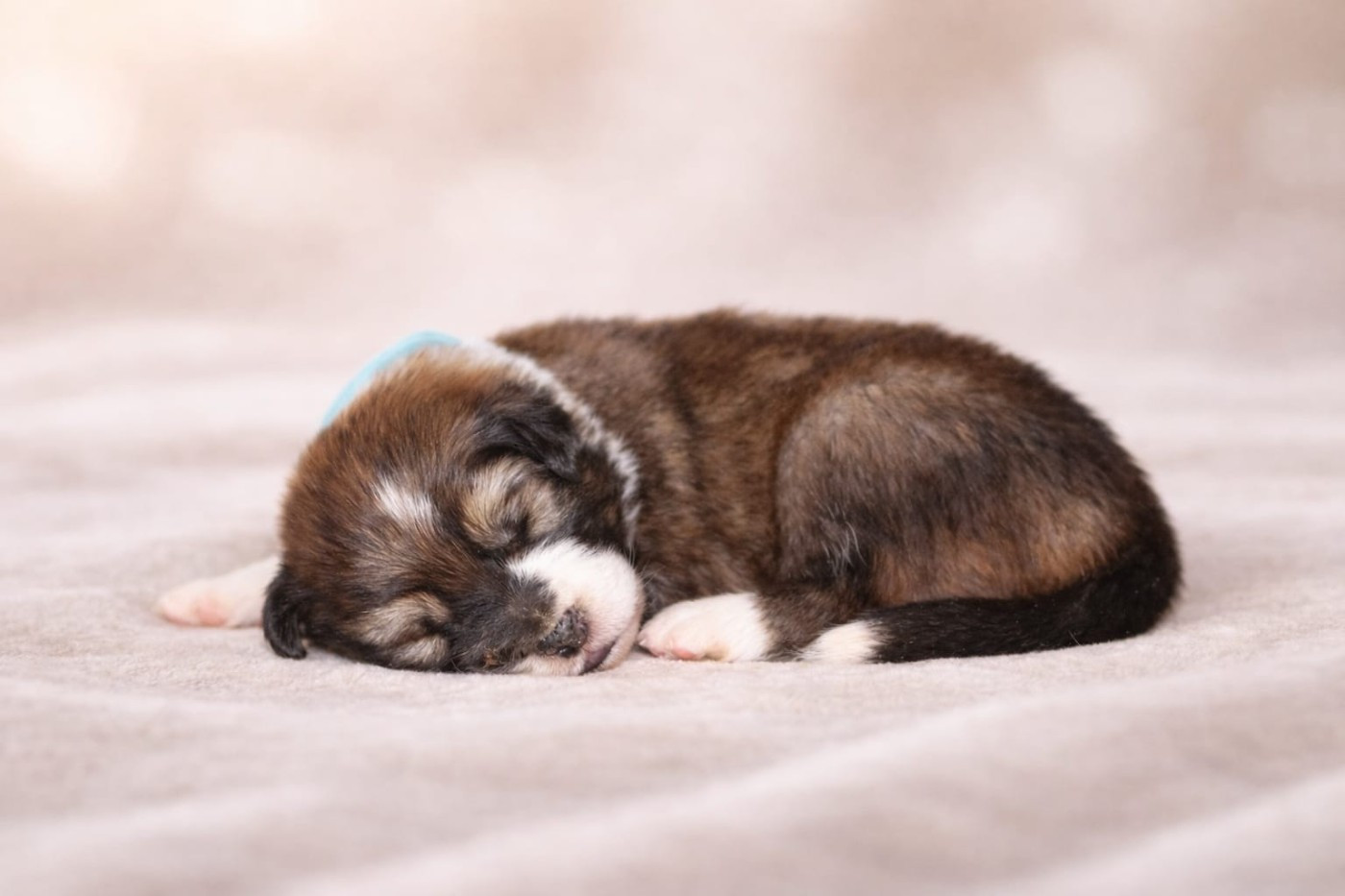 Slice Of Heaven - Chiots disponibles - Border Collie