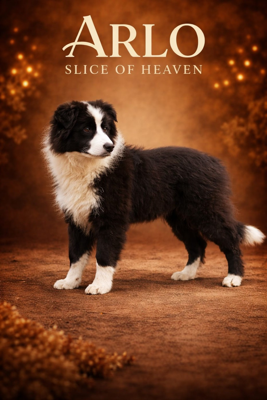 Slice Of Heaven - Chiots disponibles - Border Collie