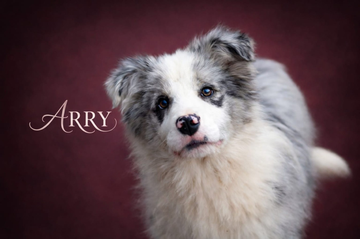 Slice Of Heaven - Chiots disponibles - Border Collie