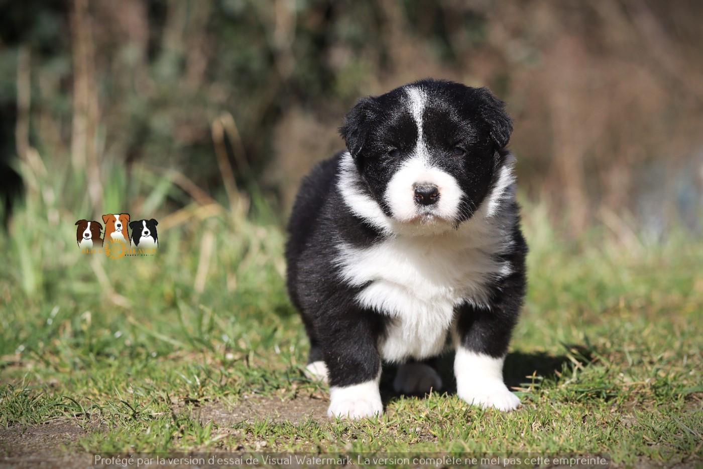 Slice Of Heaven - Chiots disponibles - Border Collie