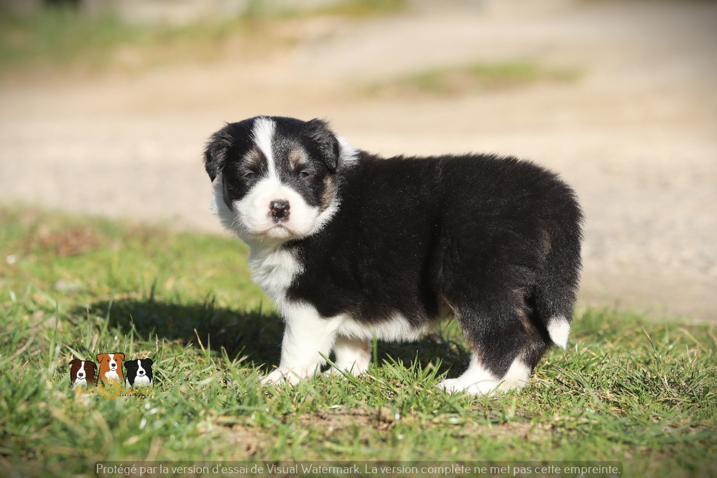 Slice Of Heaven - Chiots disponibles - Border Collie
