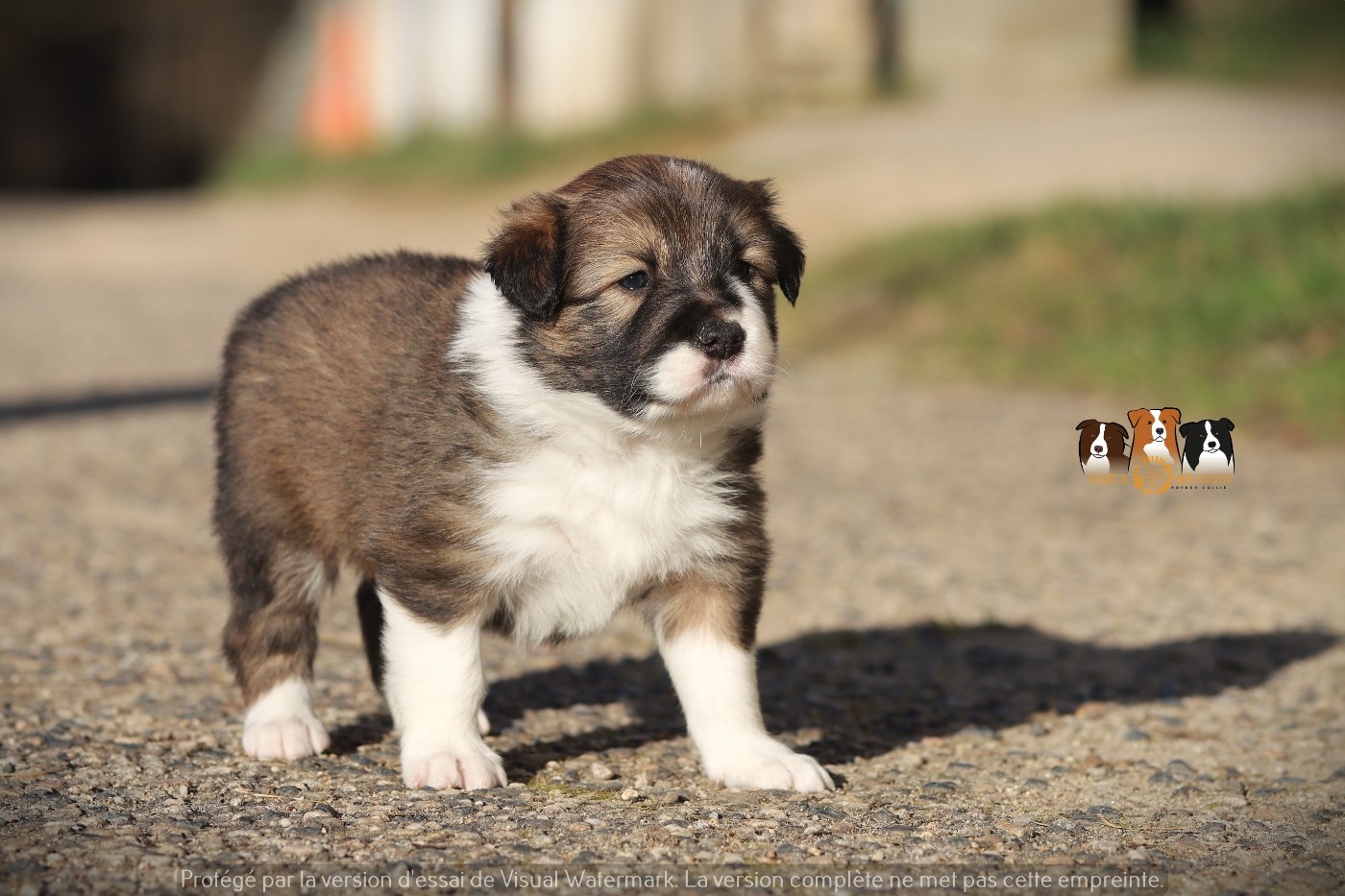 Slice Of Heaven - Chiots disponibles - Border Collie