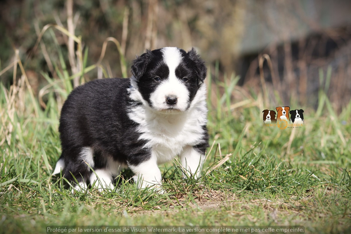 Slice Of Heaven - Chiots disponibles - Border Collie