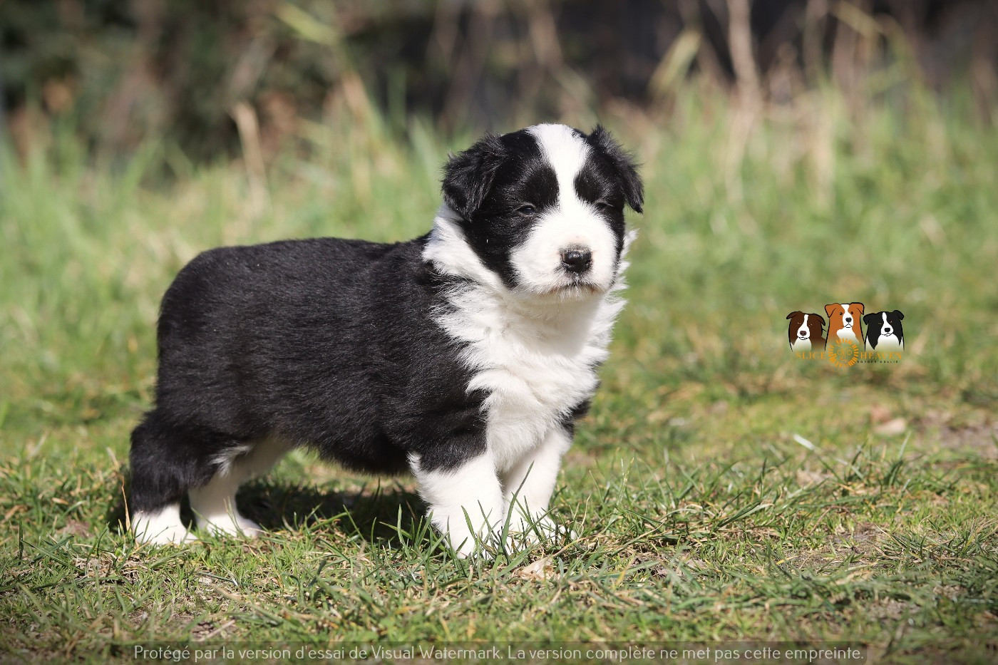 Slice Of Heaven - Chiots disponibles - Border Collie