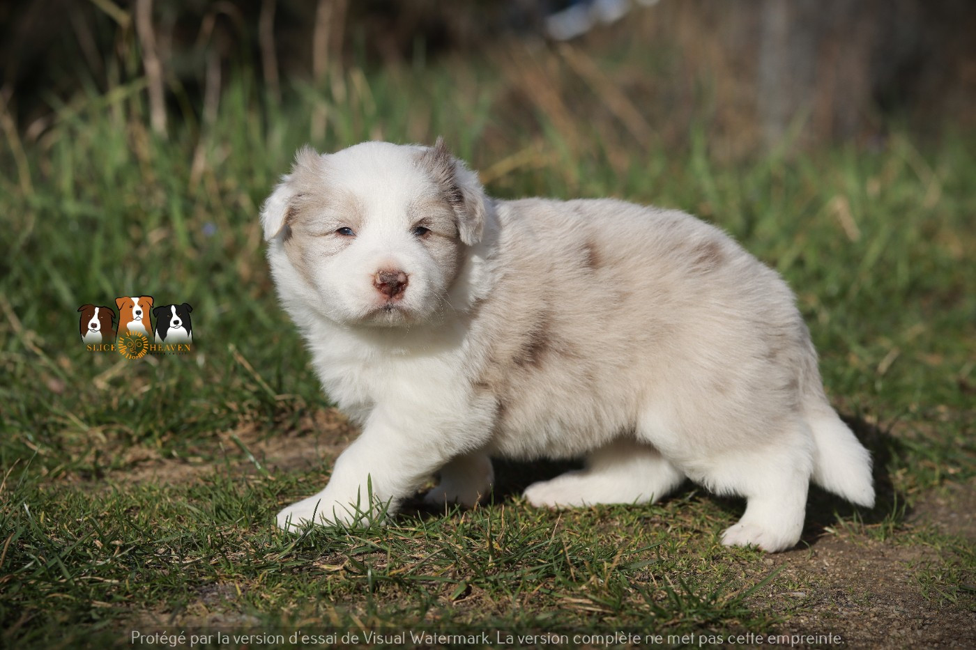 Slice Of Heaven - Chiots disponibles - Border Collie
