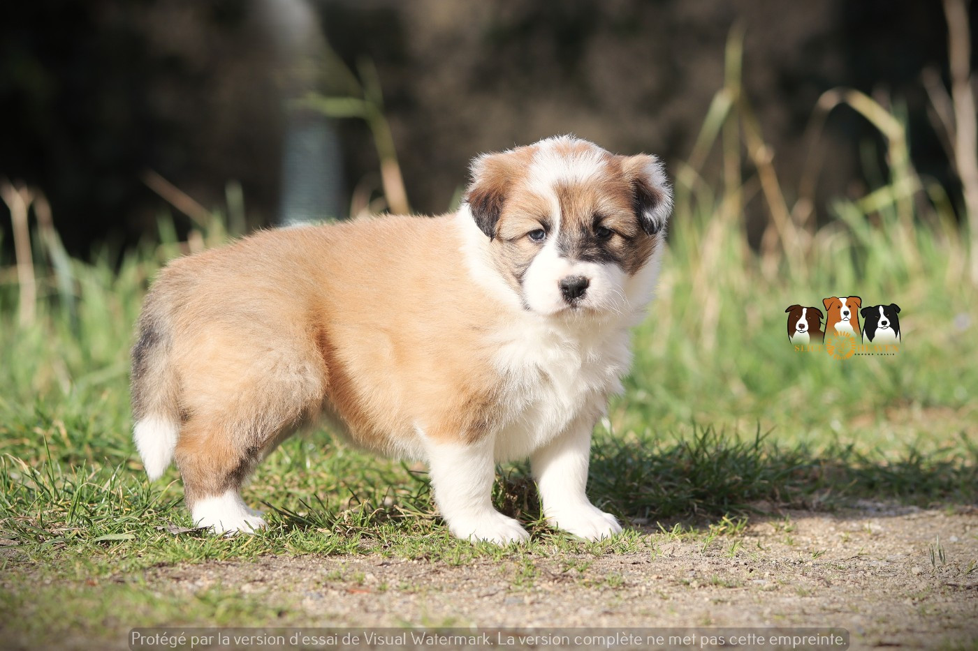 Slice Of Heaven - Chiots disponibles - Border Collie