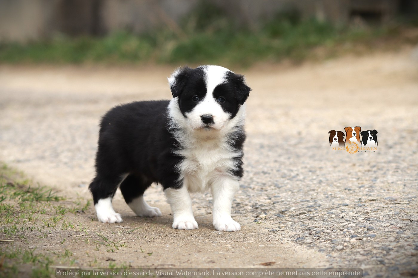 Slice Of Heaven - Chiots disponibles - Border Collie