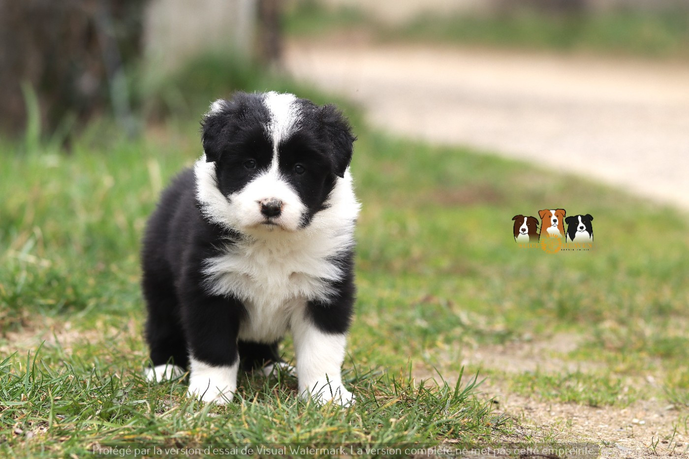 Slice Of Heaven - Chiots disponibles - Border Collie