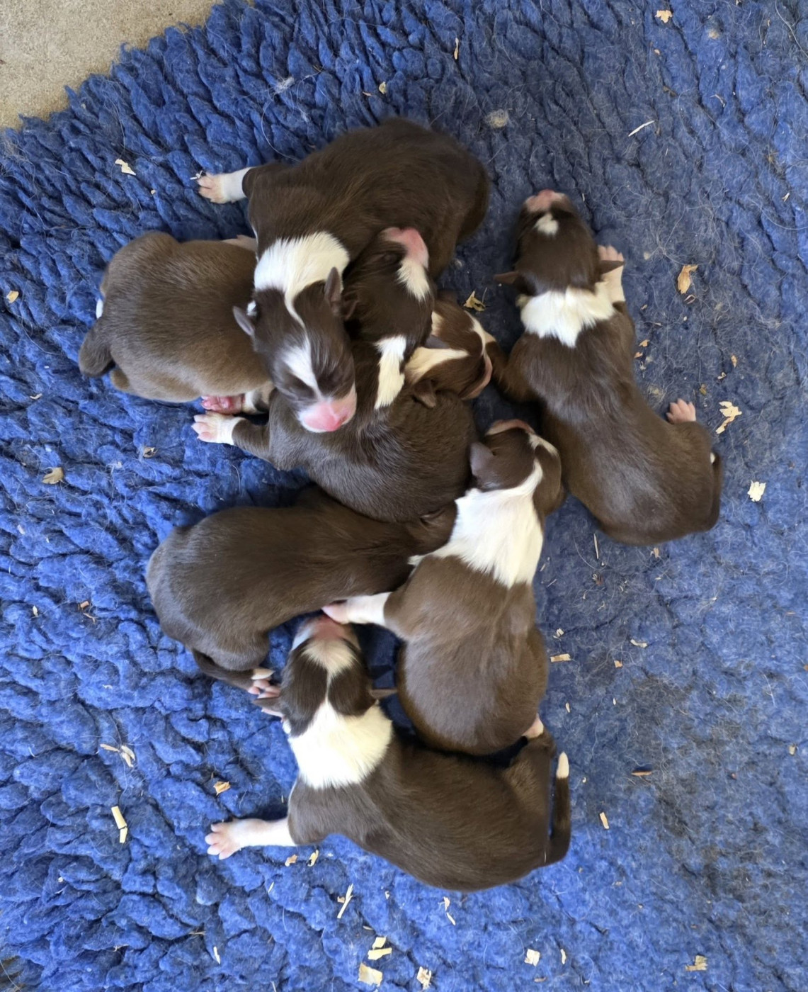 Chiot Border Collie Slice Of Heaven