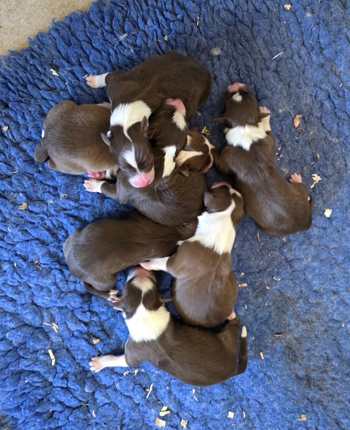 Slice Of Heaven - Chiots disponibles - Border Collie