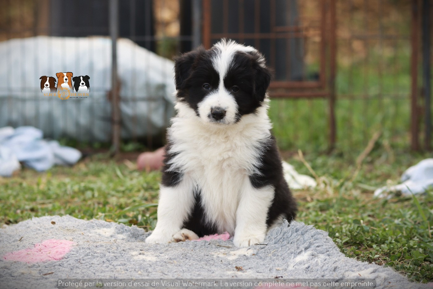 Slice Of Heaven - Chiots disponibles - Border Collie