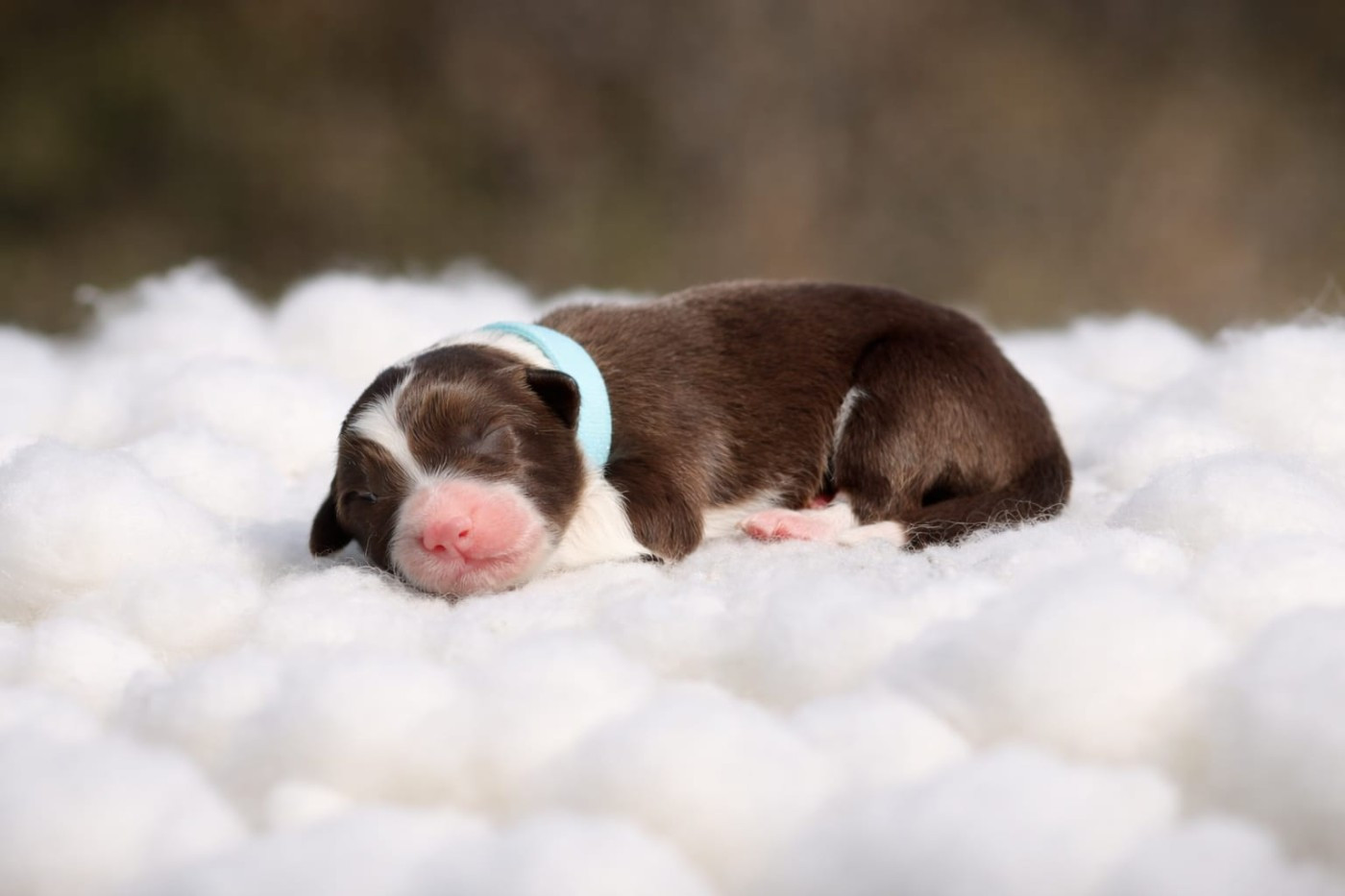 Slice Of Heaven - Chiots disponibles - Border Collie