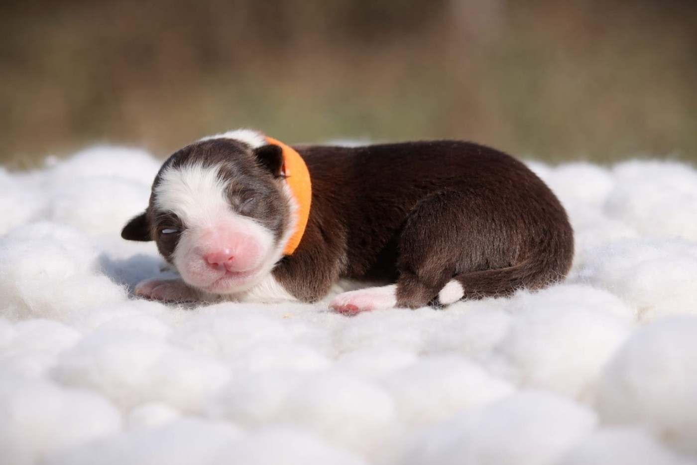 Slice Of Heaven - Chiots disponibles - Border Collie