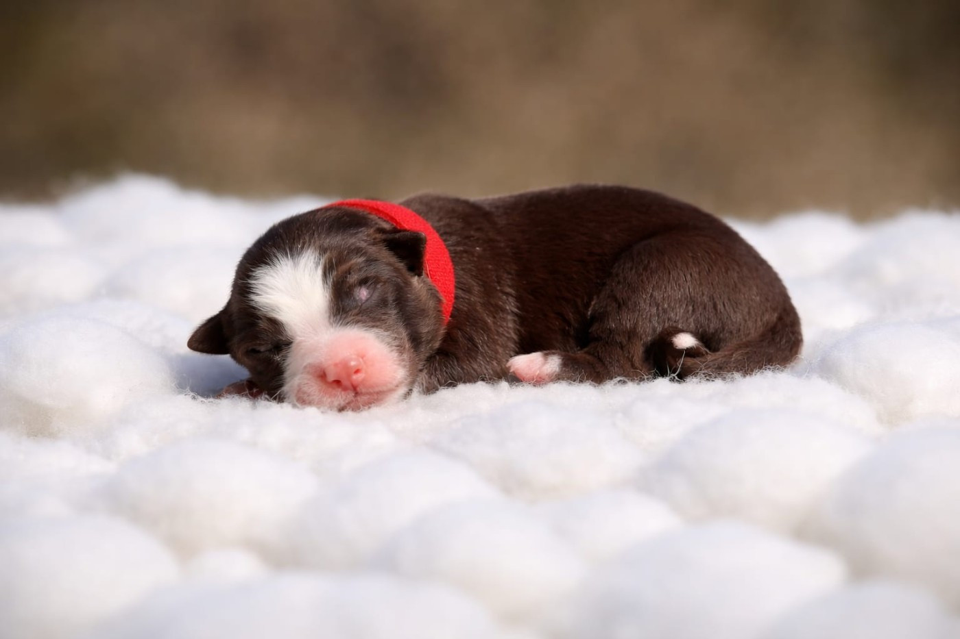 Slice Of Heaven - Border Collie - Portée née le 16/03/2026