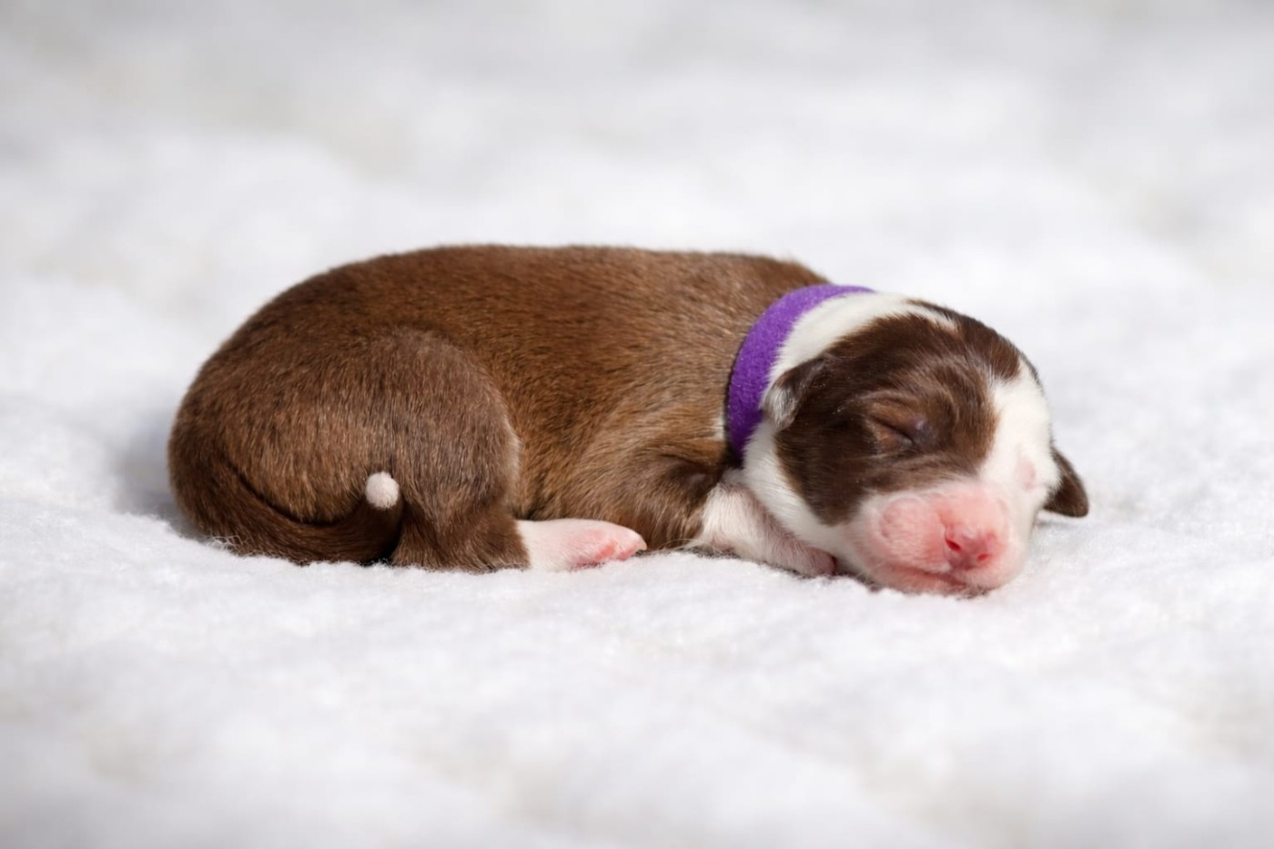 Slice Of Heaven - Chiots disponibles - Border Collie