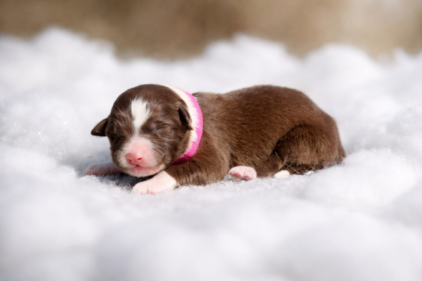 Slice Of Heaven - Chiots disponibles - Border Collie