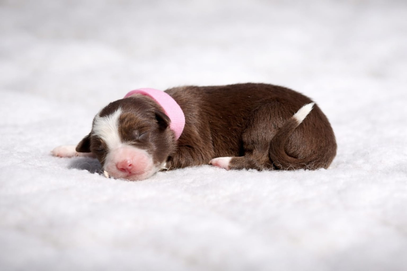 Slice Of Heaven - Chiots disponibles - Border Collie