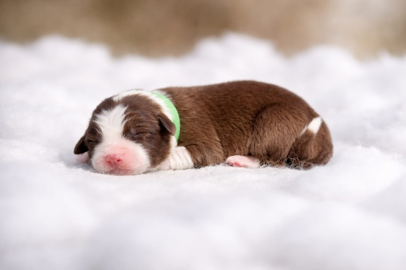 Slice Of Heaven - Chiots disponibles - Border Collie