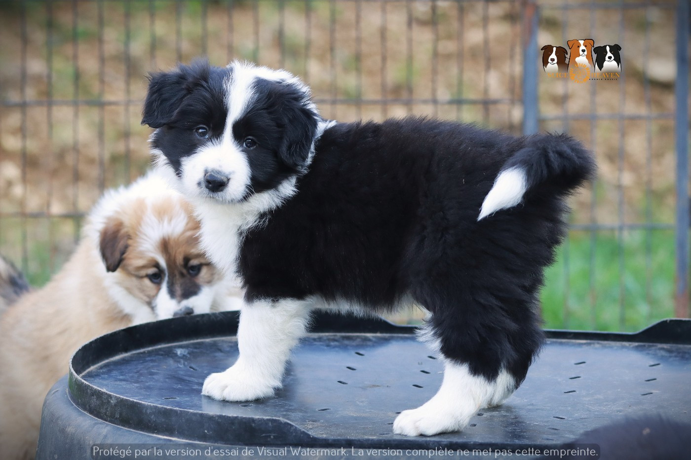 Slice Of Heaven - Chiots disponibles - Border Collie