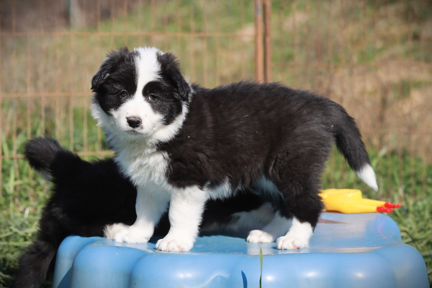 Slice Of Heaven - Chiots disponibles - Border Collie