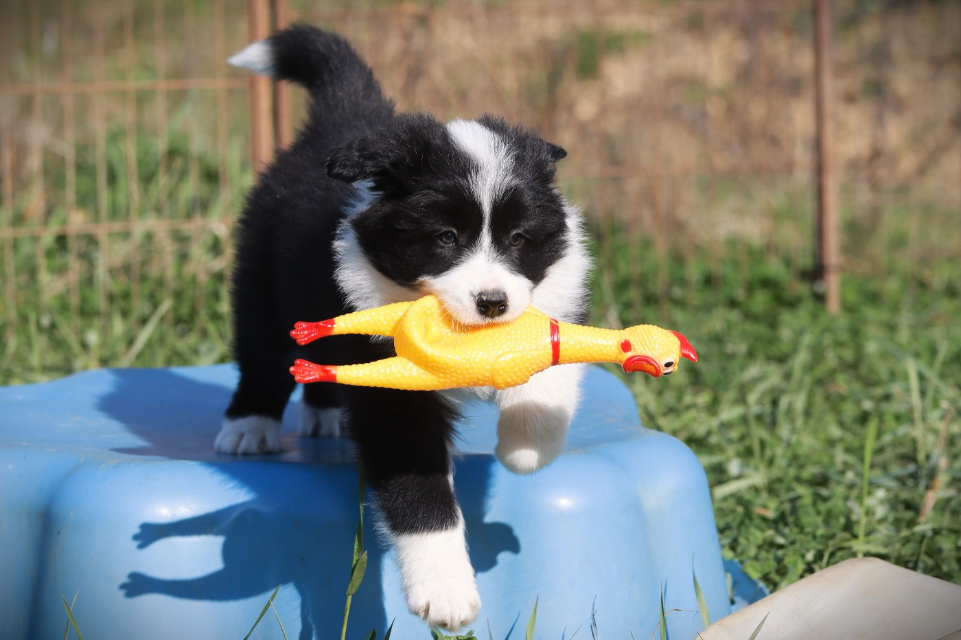 Slice Of Heaven - Chiots disponibles - Border Collie