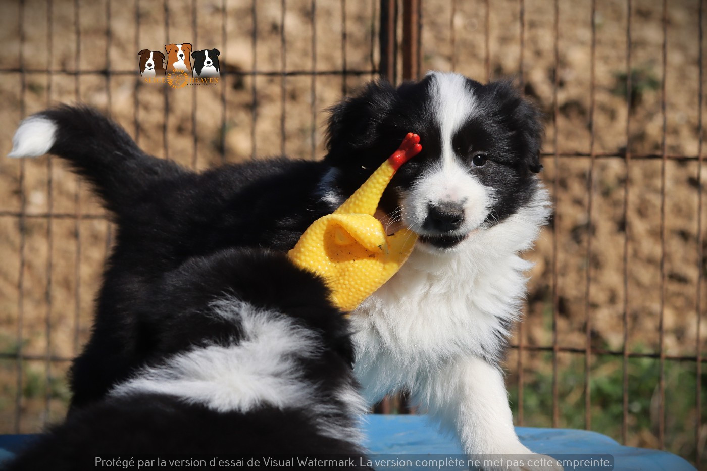 Slice Of Heaven - Chiots disponibles - Border Collie