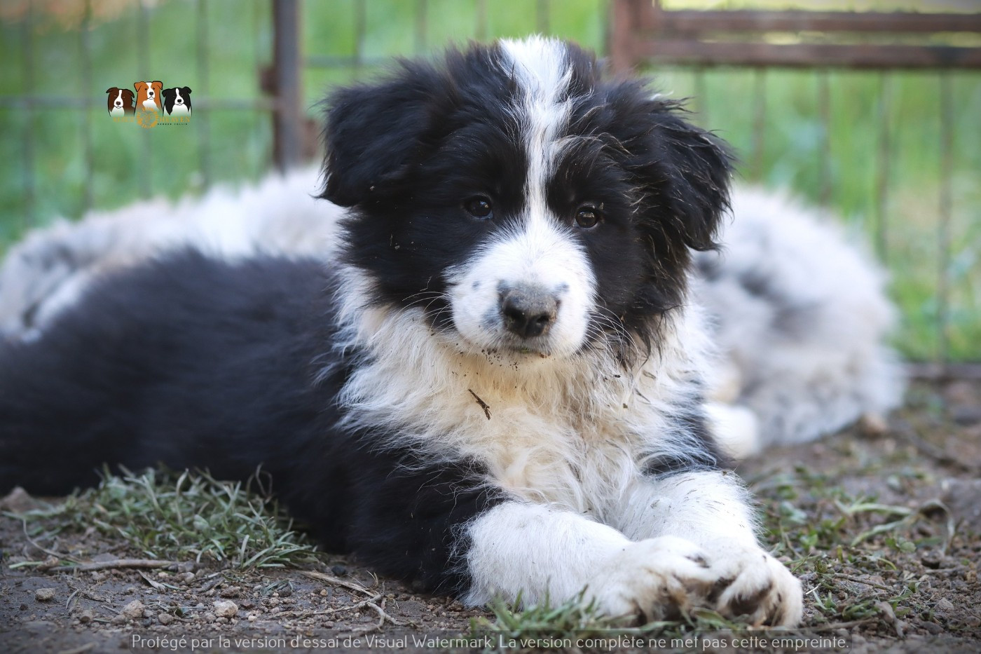 Slice Of Heaven - Chiots disponibles - Border Collie