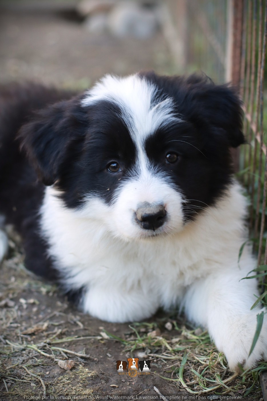 Slice Of Heaven - Chiots disponibles - Border Collie