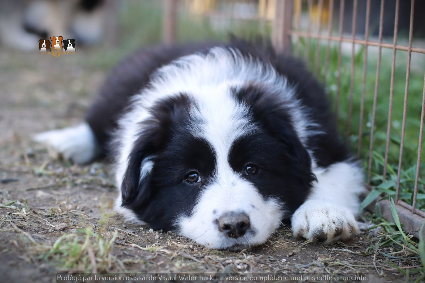 Slice Of Heaven - Chiots disponibles - Border Collie
