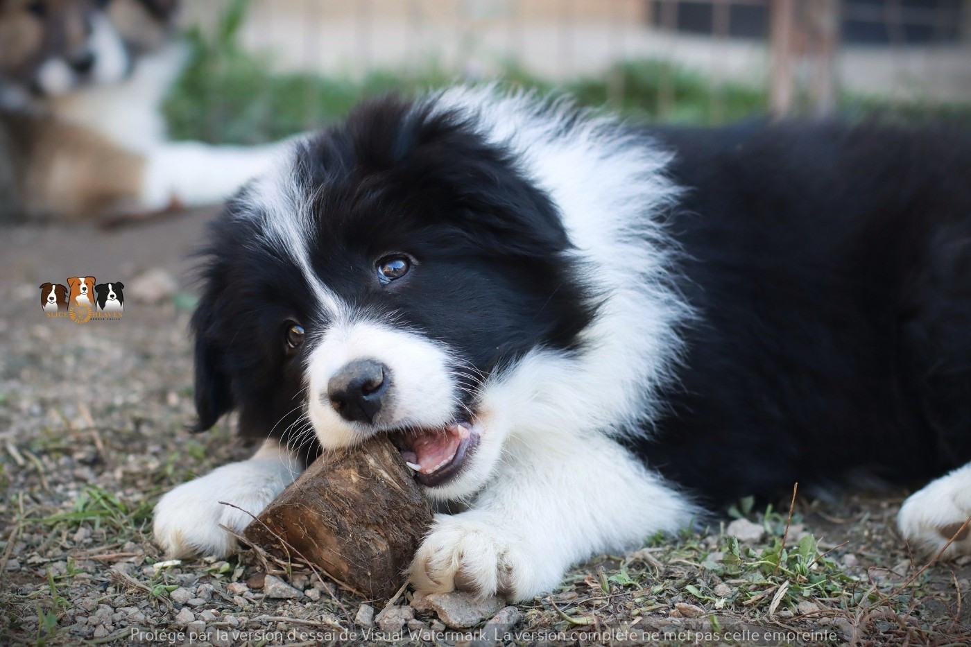 Slice Of Heaven - Chiots disponibles - Border Collie