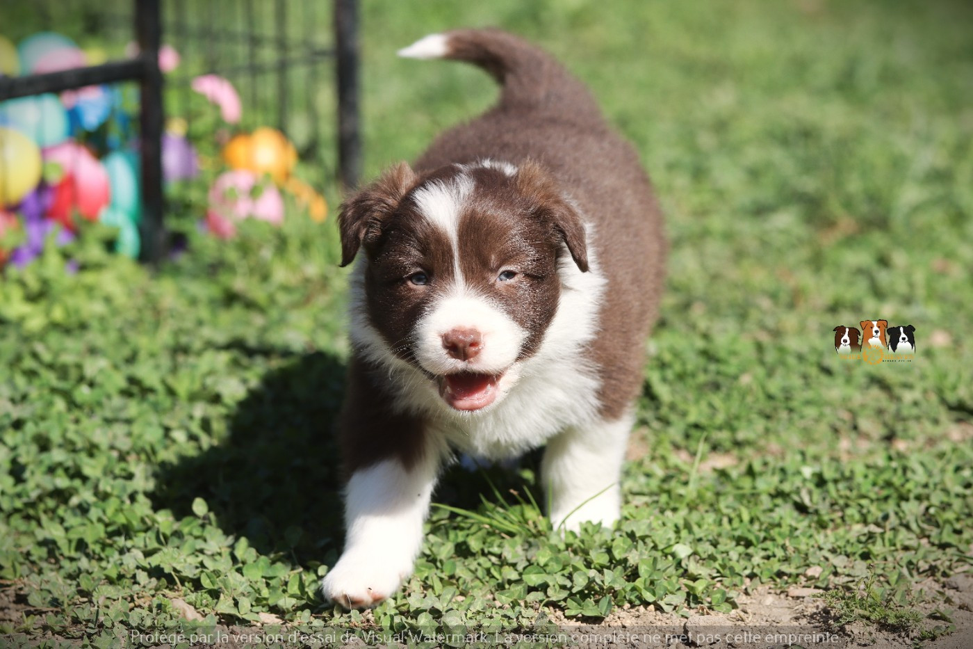 Slice Of Heaven - Chiots disponibles - Border Collie