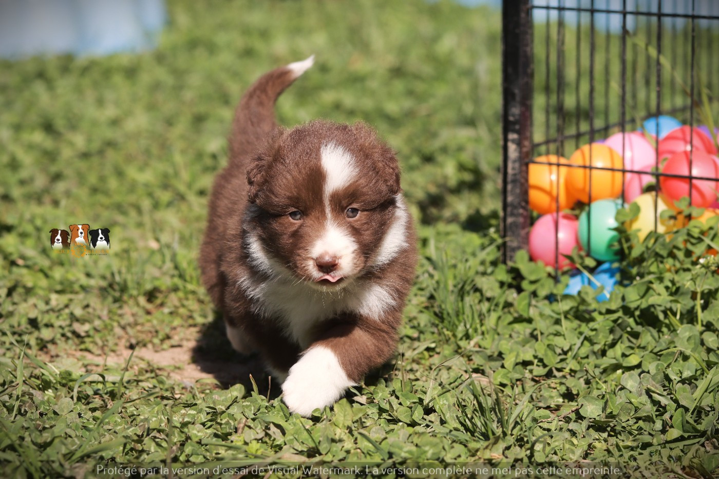 Slice Of Heaven - Chiots disponibles - Border Collie