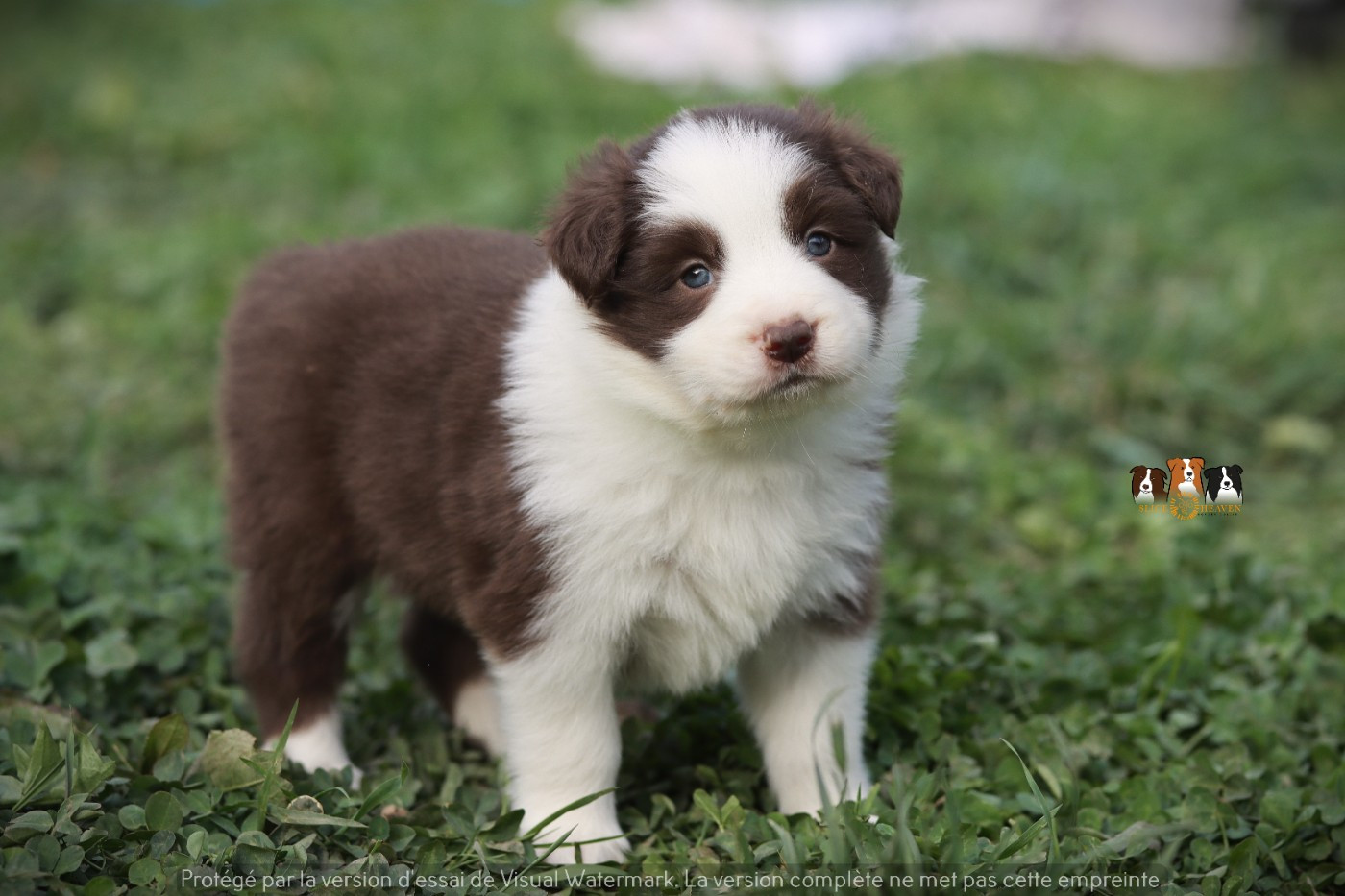 Slice Of Heaven - Chiots disponibles - Border Collie