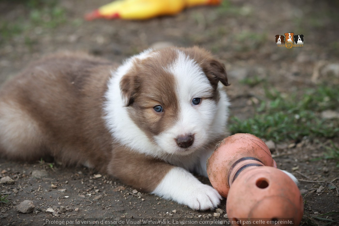 Slice Of Heaven - Chiots disponibles - Border Collie