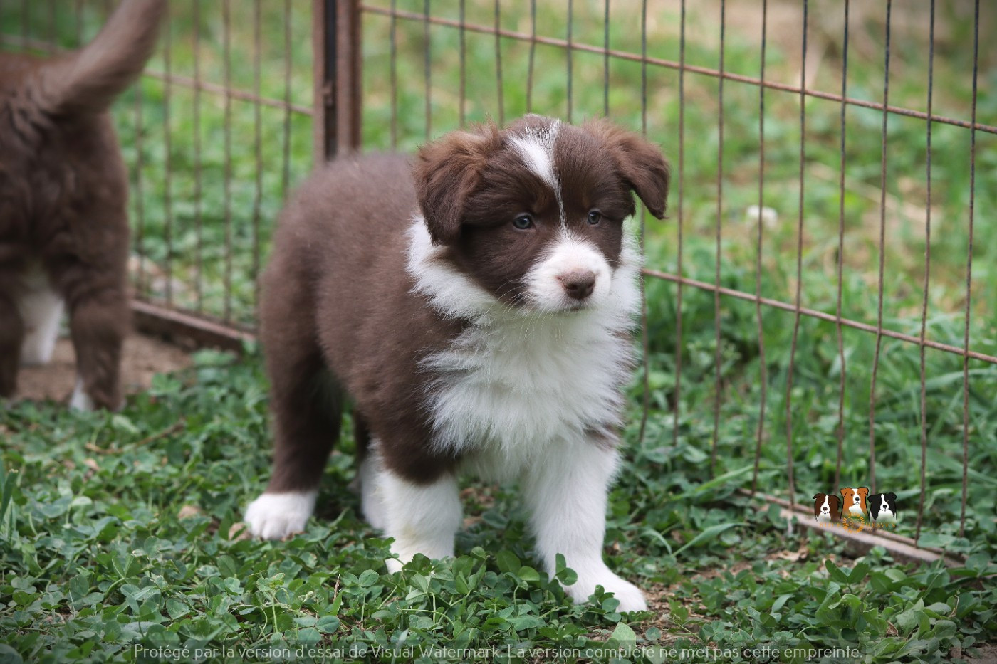 Slice Of Heaven - Chiots disponibles - Border Collie