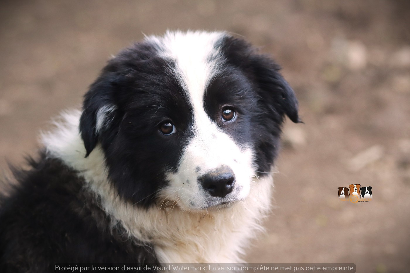 Slice Of Heaven - Chiots disponibles - Border Collie