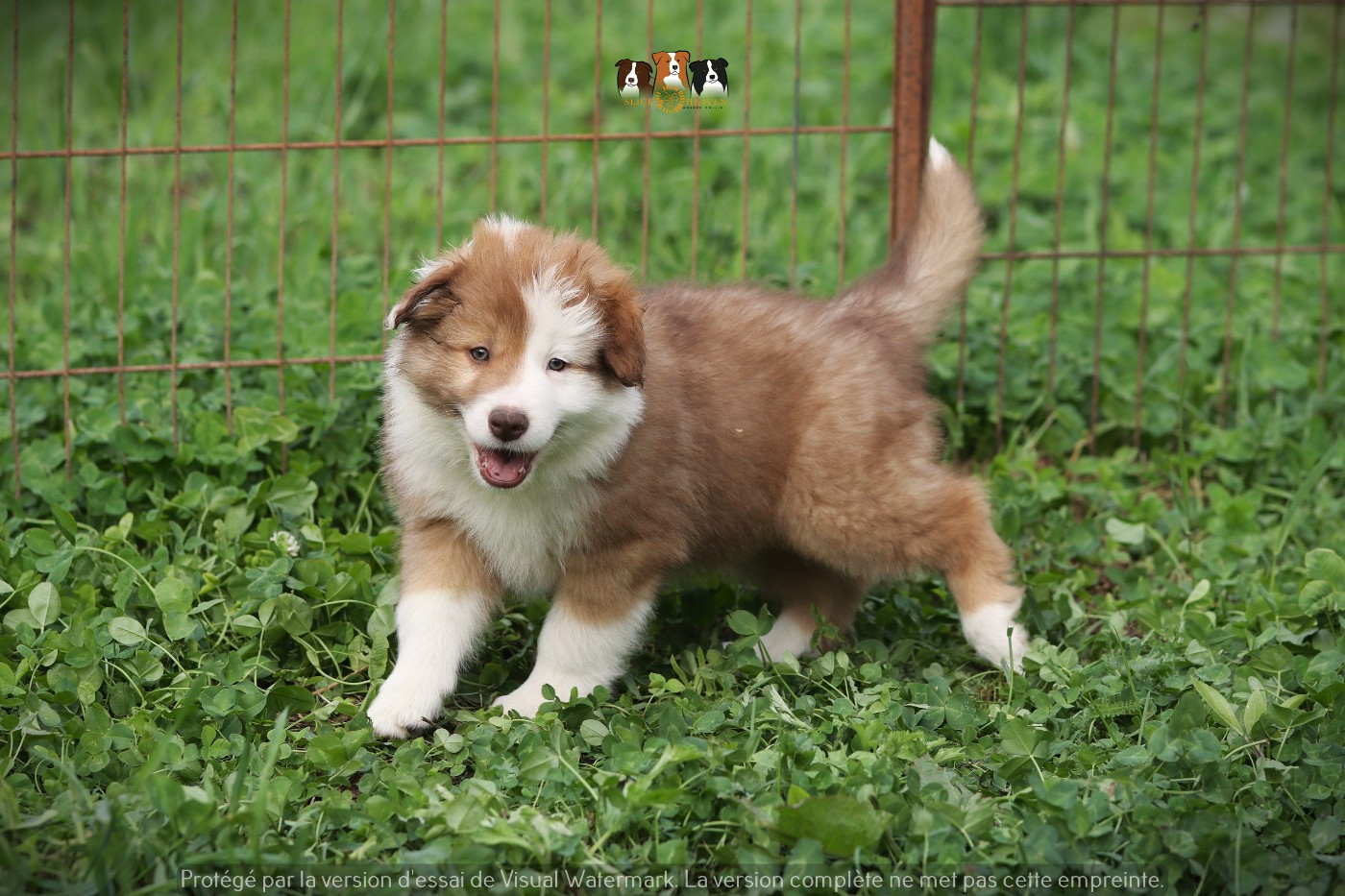 Slice Of Heaven - Chiots disponibles - Border Collie