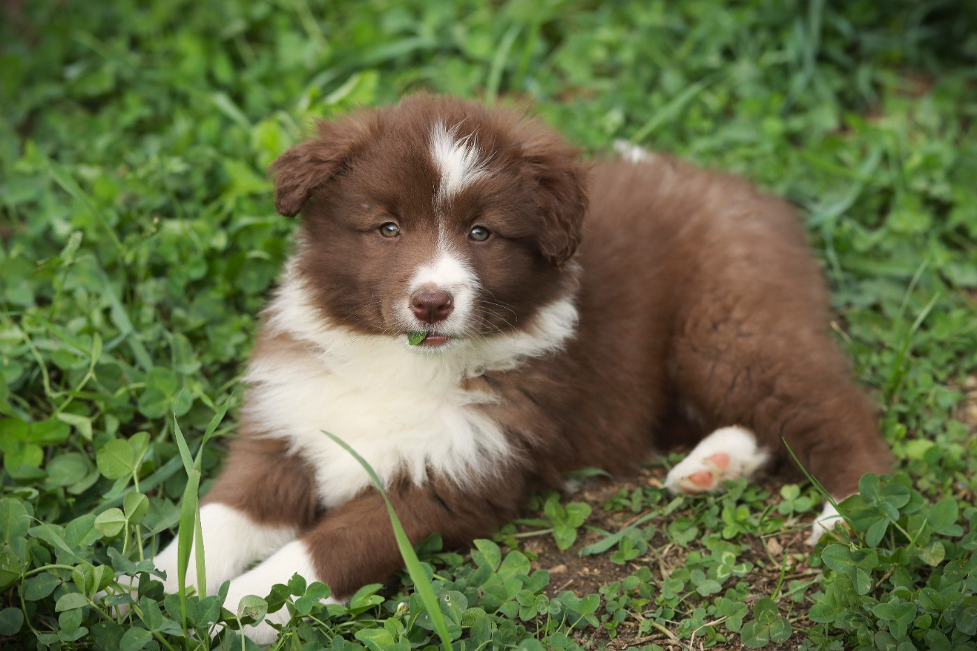Slice Of Heaven - Chiots disponibles - Border Collie
