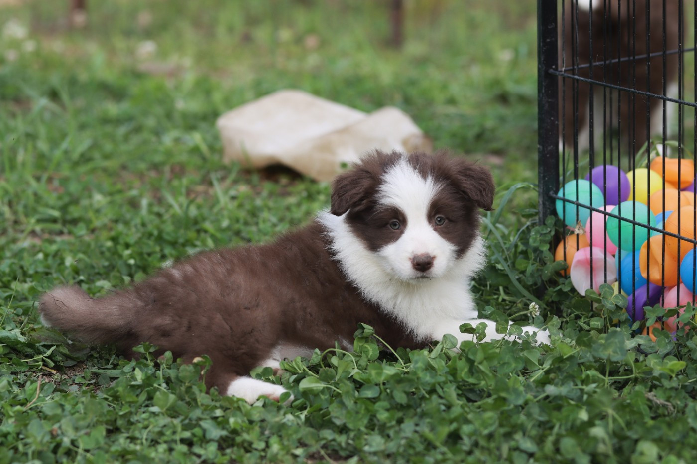 Slice Of Heaven - Chiots disponibles - Border Collie