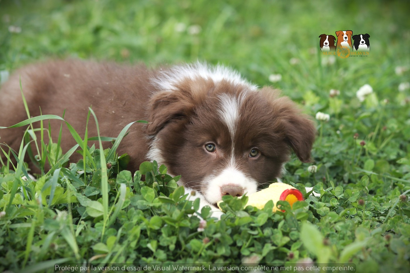 Slice Of Heaven - Chiots disponibles - Border Collie