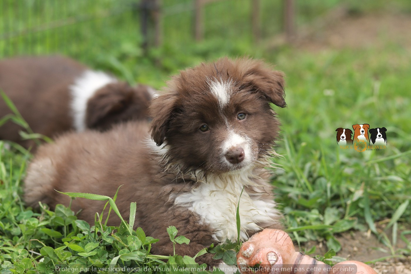 Slice Of Heaven - Chiots disponibles - Border Collie