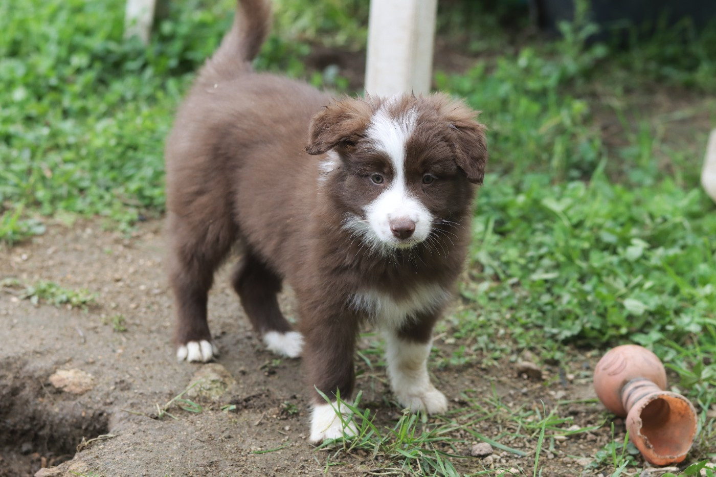Slice Of Heaven - Chiots disponibles - Border Collie