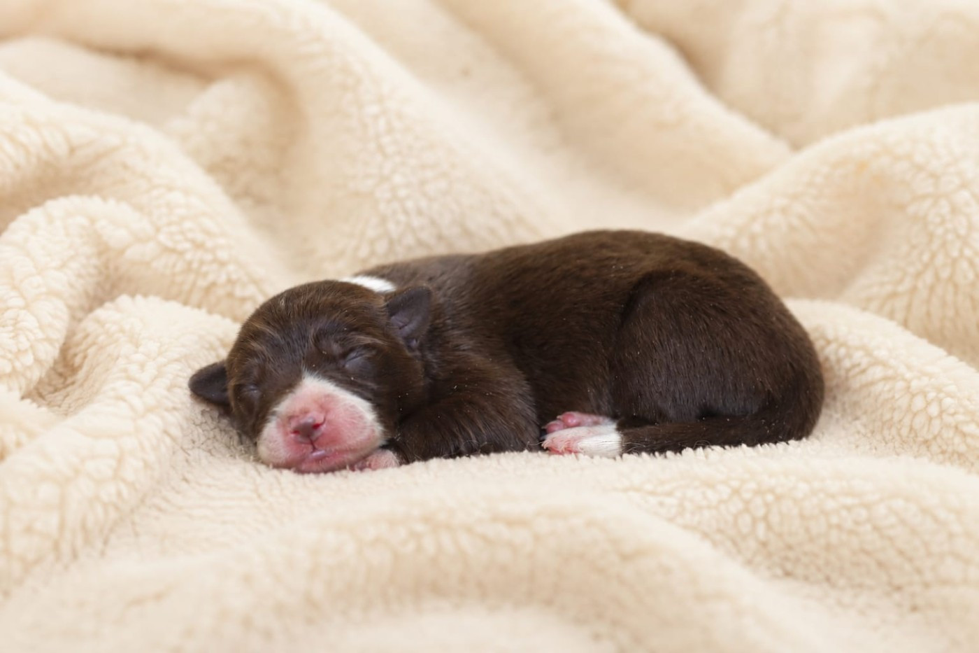 Slice Of Heaven - Chiots disponibles - Border Collie
