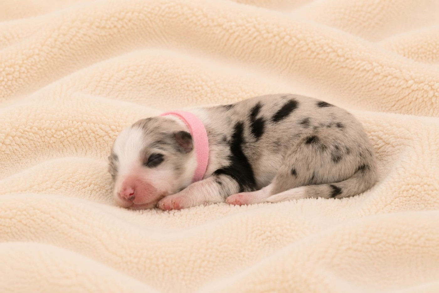 Slice Of Heaven - Chiots disponibles - Border Collie