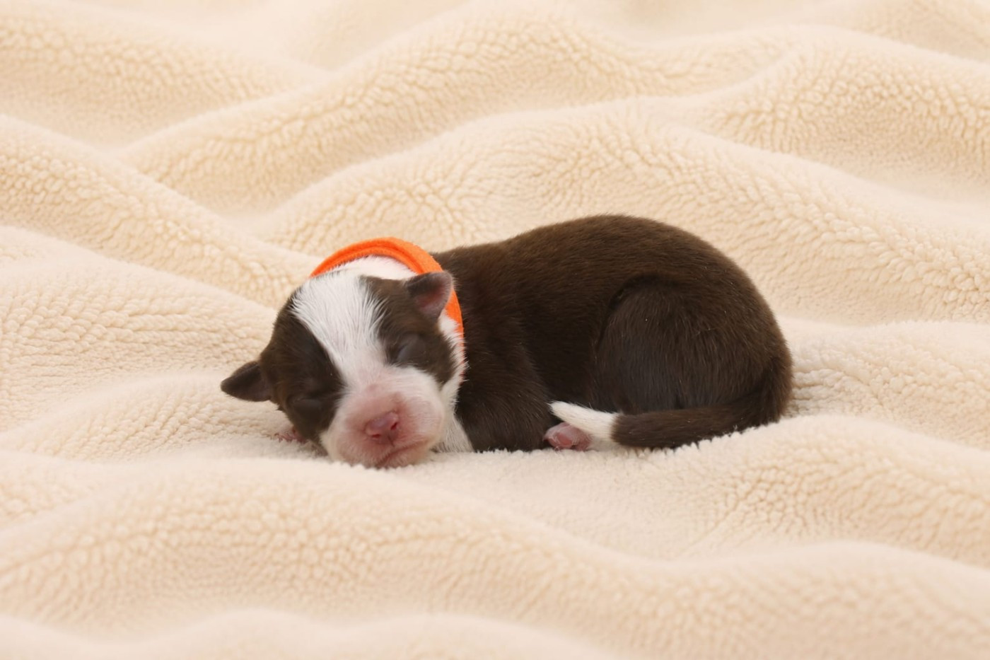 Slice Of Heaven - Chiots disponibles - Border Collie